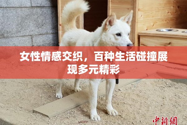 女性情感交织，百种生活碰撞展现多元精彩