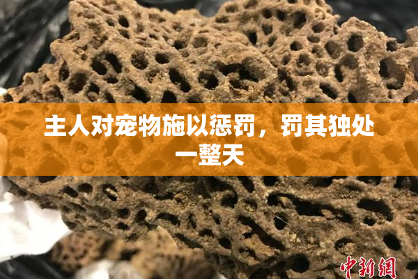 主人对宠物施以惩罚，罚其独处一整天