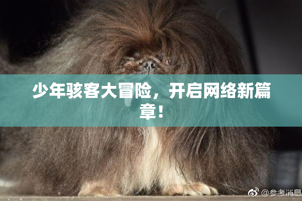 少年骇客大冒险，开启网络新篇章！