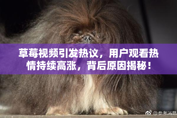 草莓视频引发热议，用户观看热情持续高涨，背后原因揭秘！