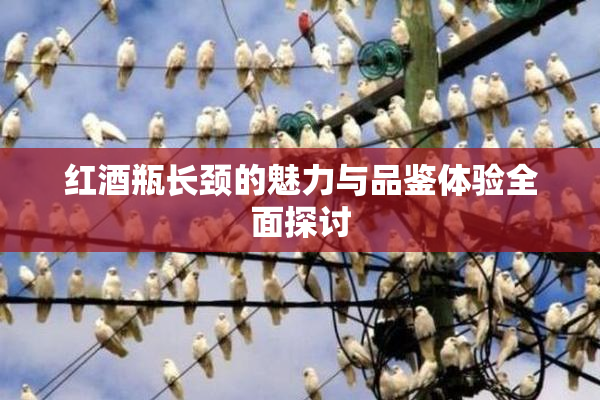 红酒瓶长颈的魅力与品鉴体验全面探讨