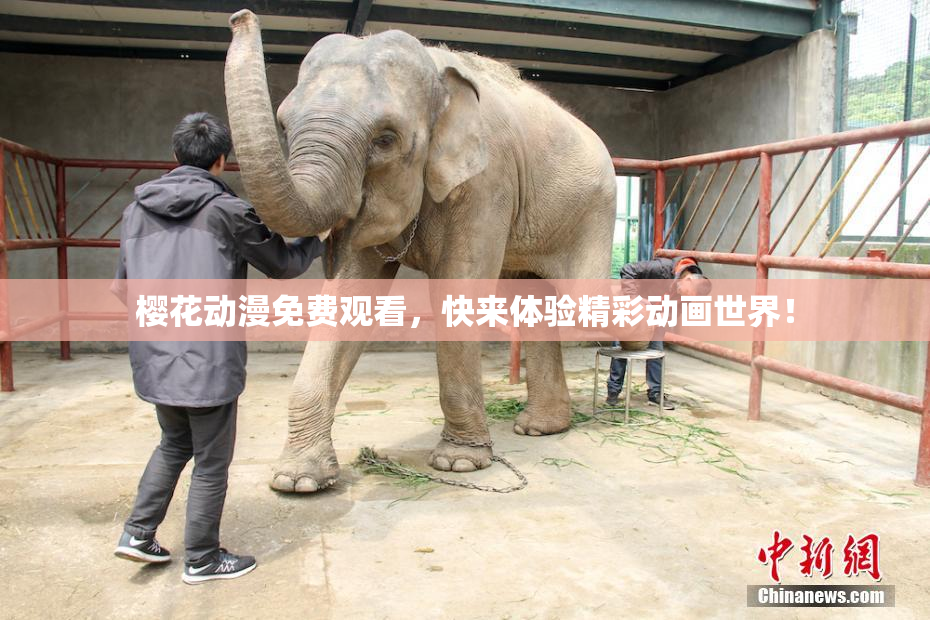 樱花动漫免费观看，快来体验精彩动画世界！