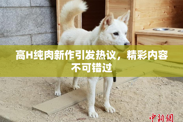 高H纯肉新作引发热议，精彩内容不可错过