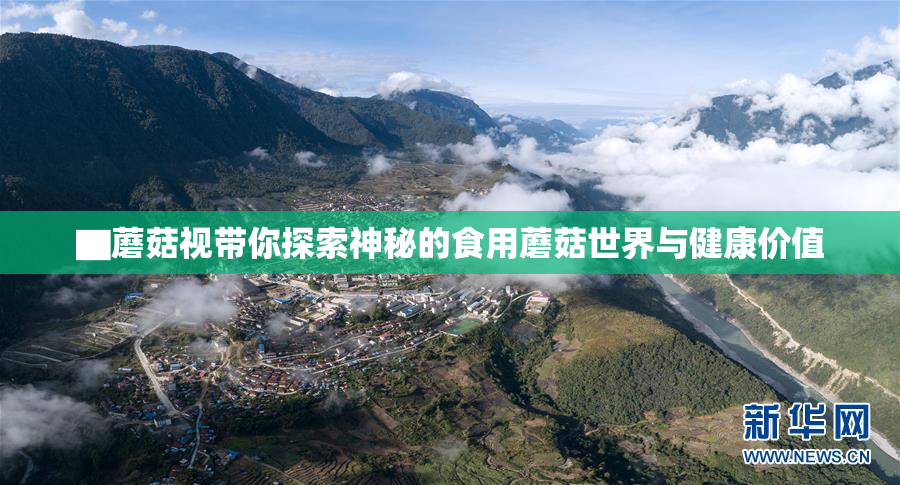 ▇蘑菇视带你探索神秘的食用蘑菇世界与健康价值