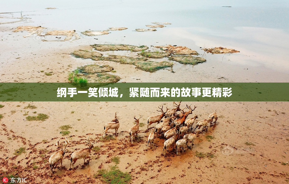 纲手一笑倾城，紧随而来的故事更精彩