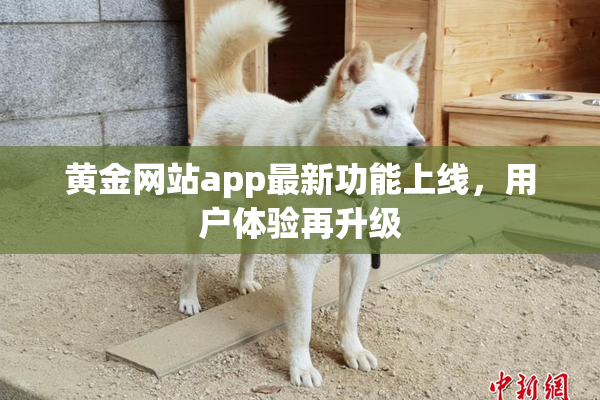 黄金网站app最新功能上线，用户体验再升级
