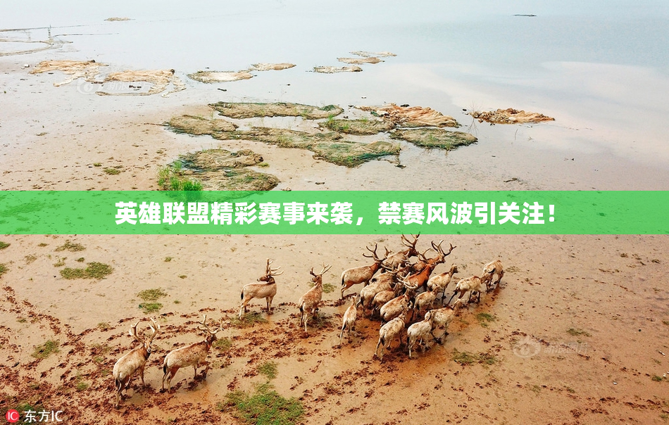 英雄联盟精彩赛事来袭，禁赛风波引关注！