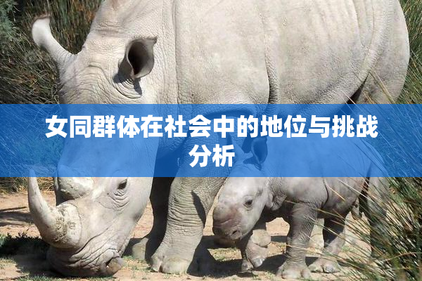 女同群体在社会中的地位与挑战分析