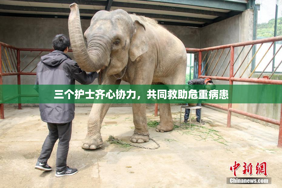 三个护士齐心协力，共同救助危重病患