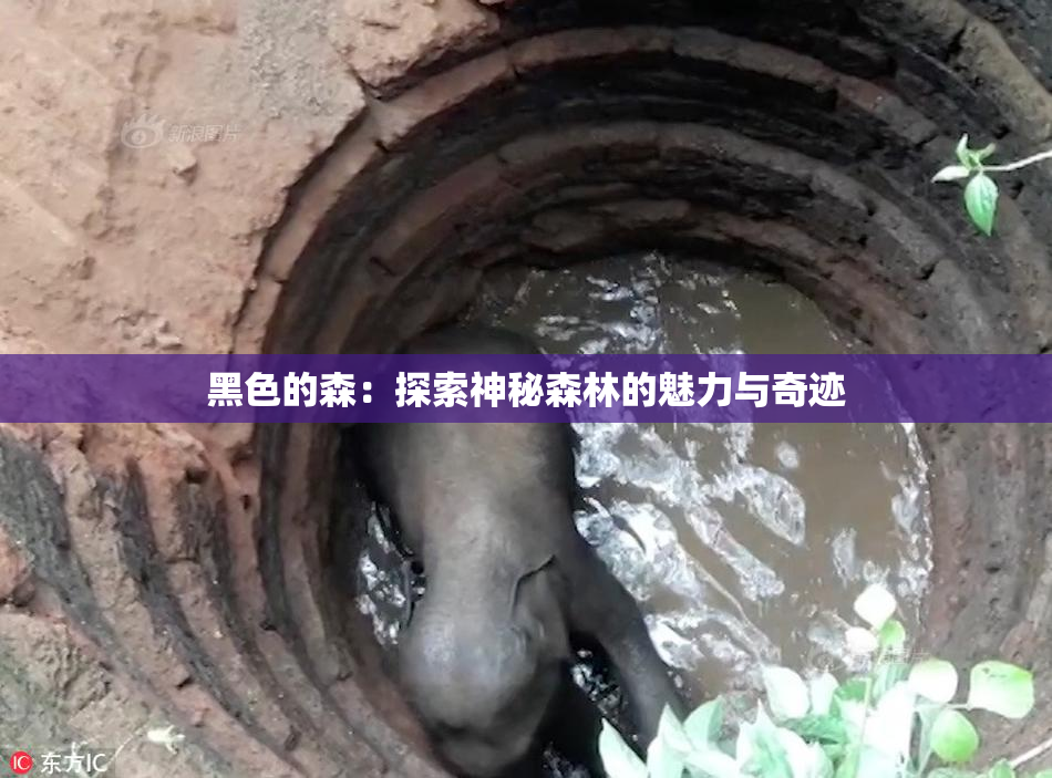 黑色的森：探索神秘森林的魅力与奇迹