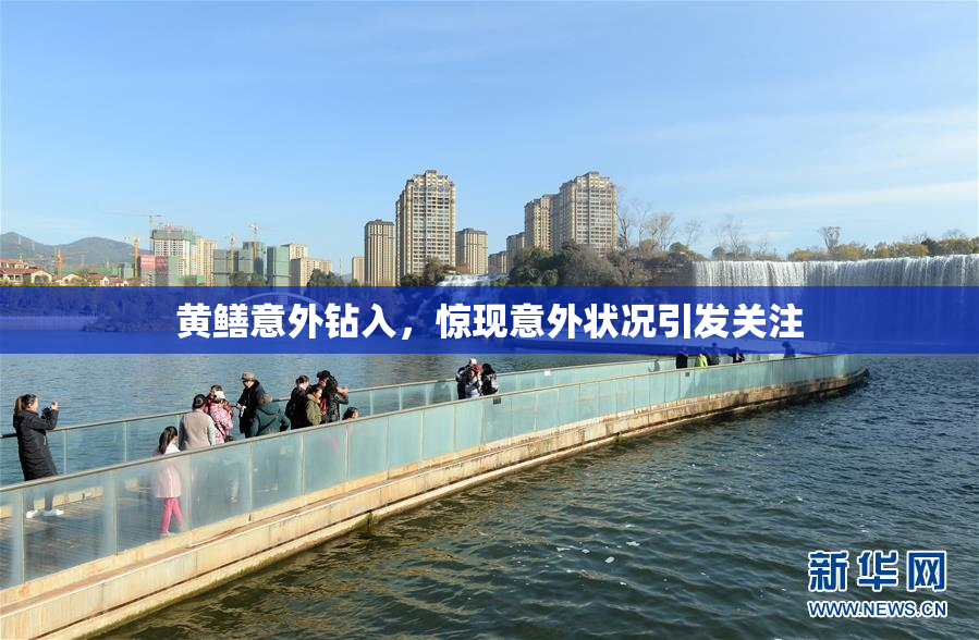黄鳝意外钻入，惊现意外状况引发关注