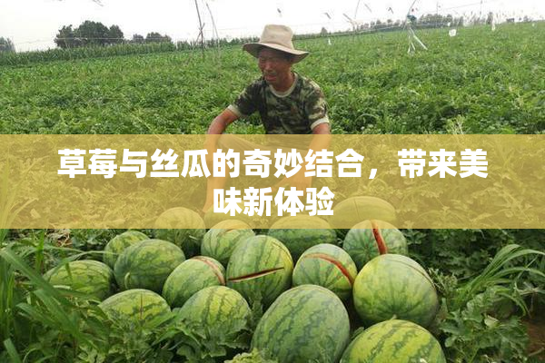 草莓与丝瓜的奇妙结合，带来美味新体验