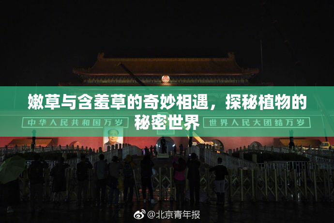 嫩草与含羞草的奇妙相遇，探秘植物的秘密世界