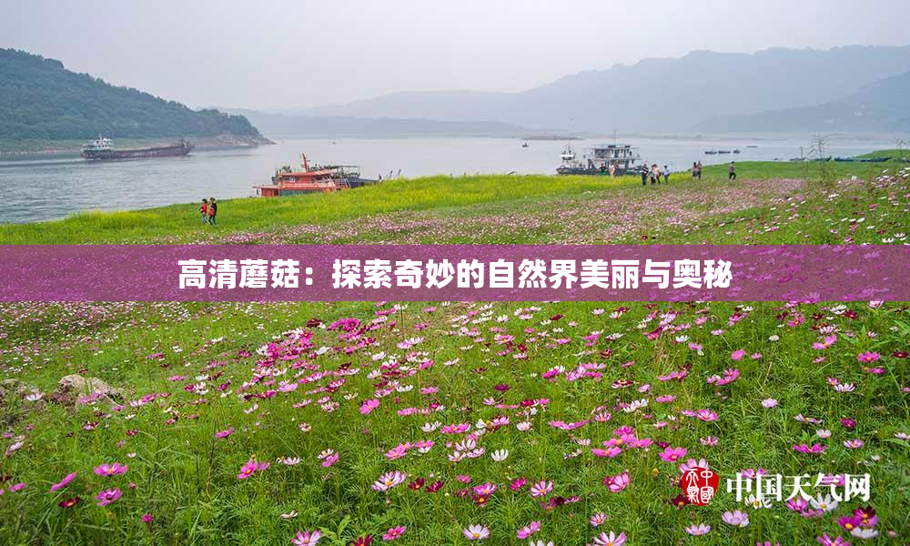 高清蘑菇：探索奇妙的自然界美丽与奥秘