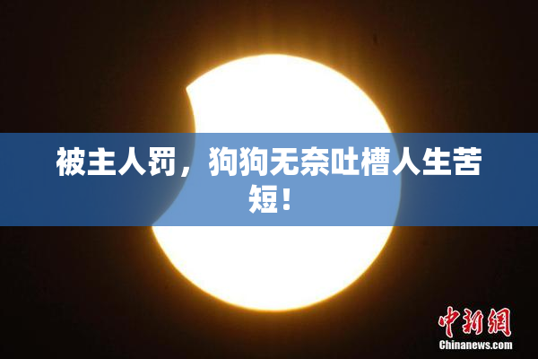 被主人罚，狗狗无奈吐槽人生苦短！