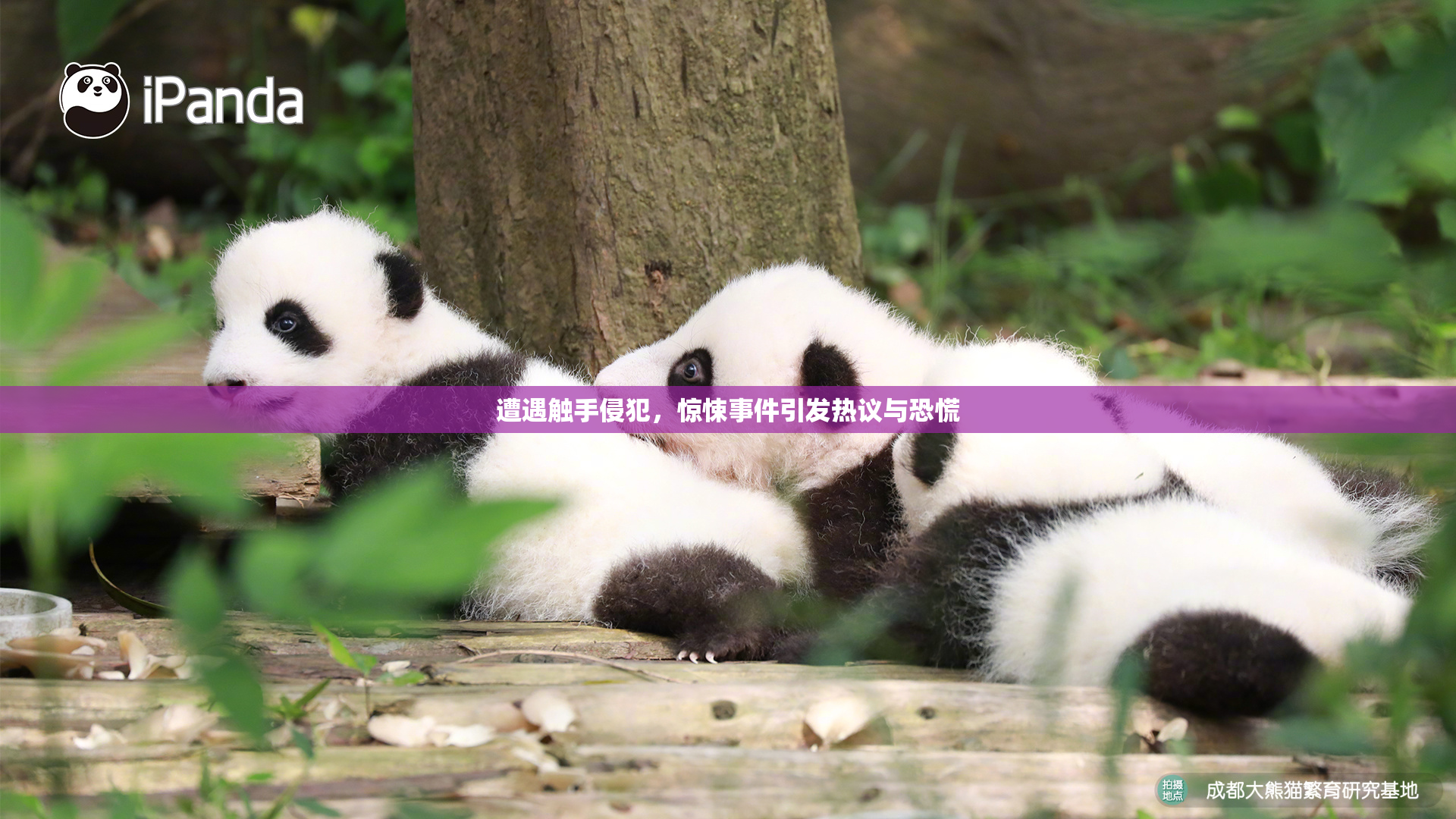 遭遇触手侵犯，惊悚事件引发热议与恐慌