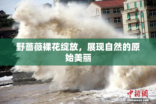 野蔷薇裸花绽放，展现自然的原始美丽
