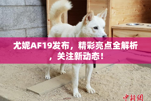 尤妮AF19发布，精彩亮点全解析，关注新动态！