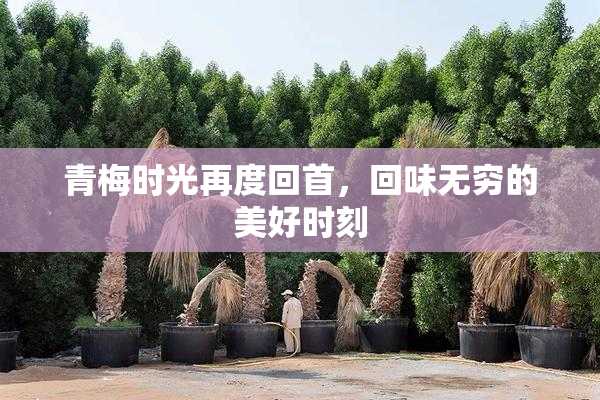 青梅时光再度回首，回味无穷的美好时刻