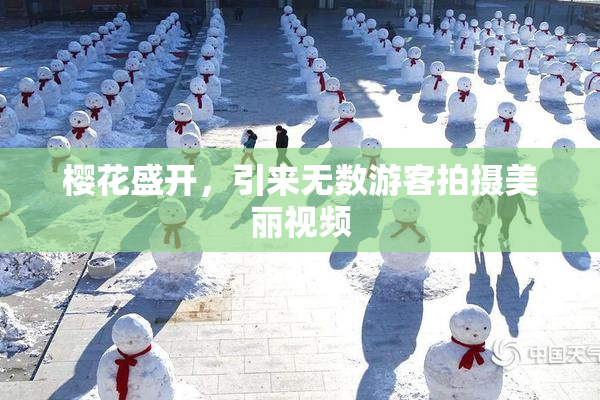 樱花盛开，引来无数游客拍摄美丽视频