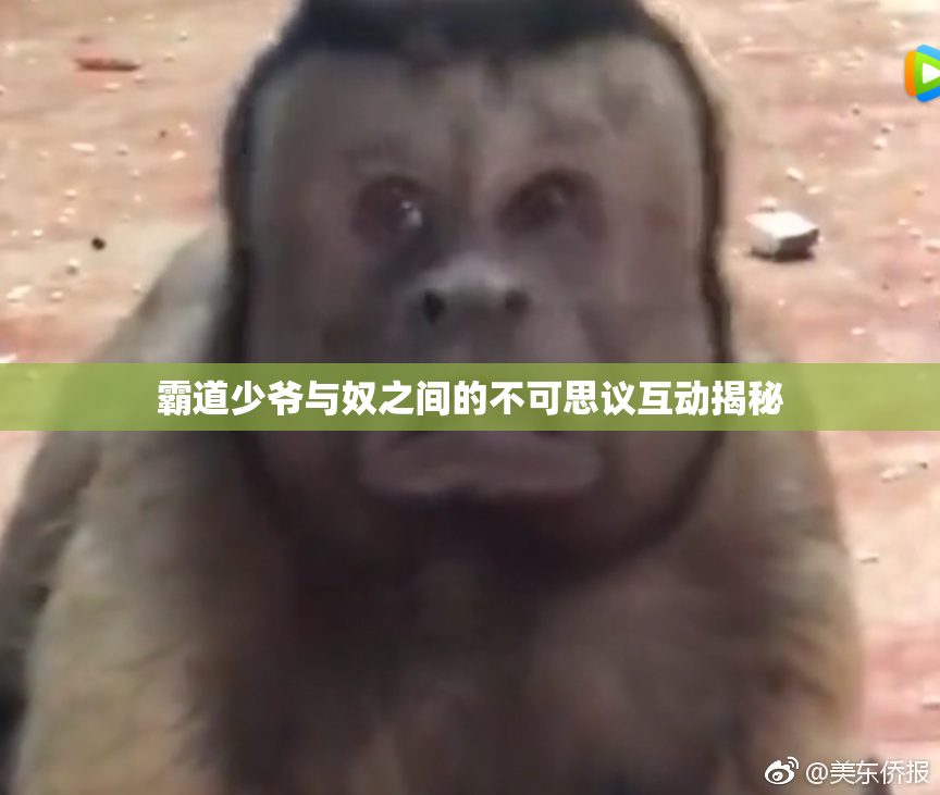 霸道少爷与奴之间的不可思议互动揭秘