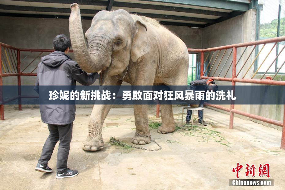 珍妮的新挑战：勇敢面对狂风暴雨的洗礼