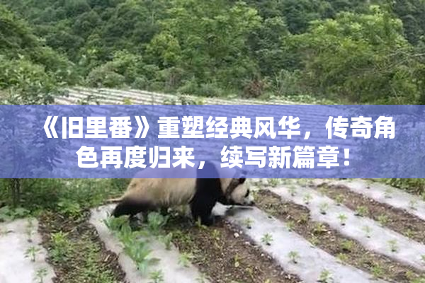 《旧里番》重塑经典风华，传奇角色再度归来，续写新篇章！