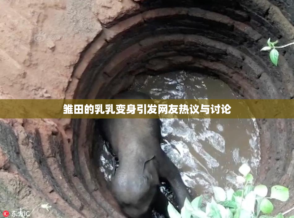 雏田的乳乳变身引发网友热议与讨论
