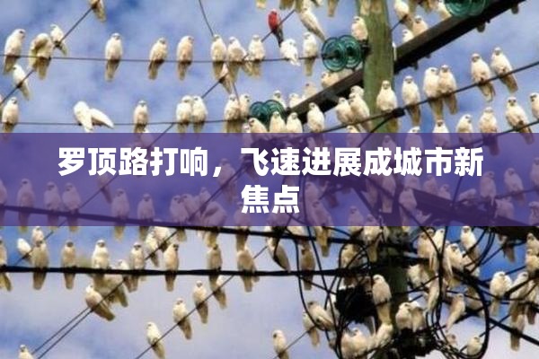 罗顶路打响，飞速进展成城市新焦点