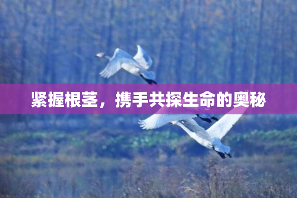 紧握根茎，携手共探生命的奥秘