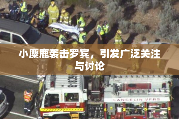 小麋鹿袭击罗宾，引发广泛关注与讨论