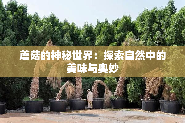 蘑菇的神秘世界：探索自然中的美味与奥妙