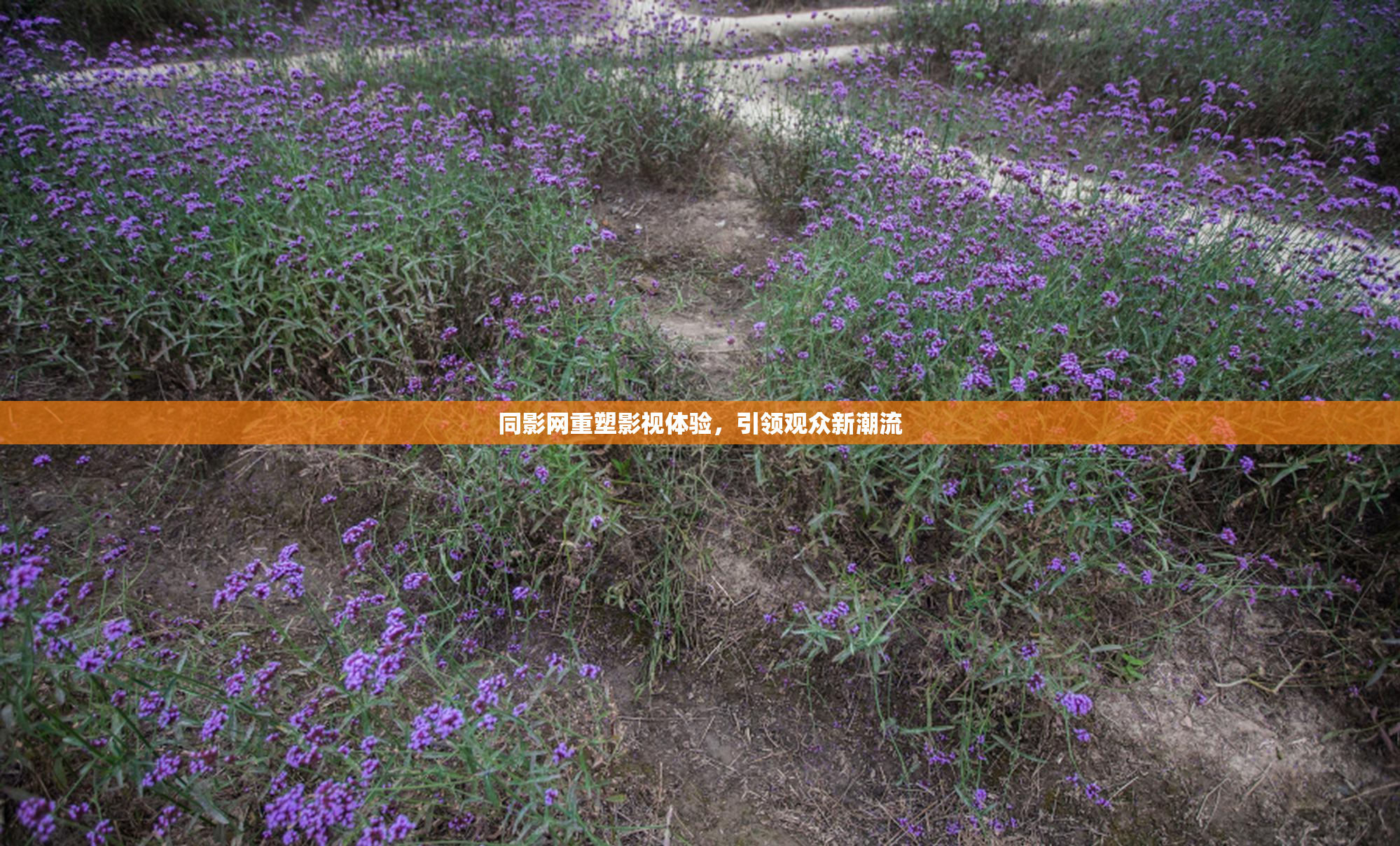 同影网重塑影视体验，引领观众新潮流