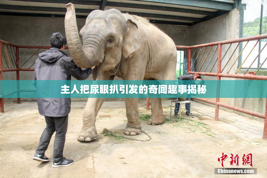 主人把尿眼扒引发的奇闻趣事揭秘