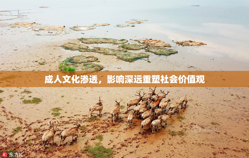成人文化渗透，影响深远重塑社会价值观