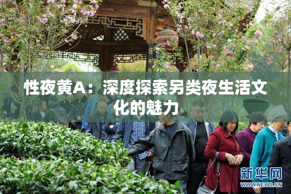 性夜黄A：深度探索另类夜生活文化的魅力