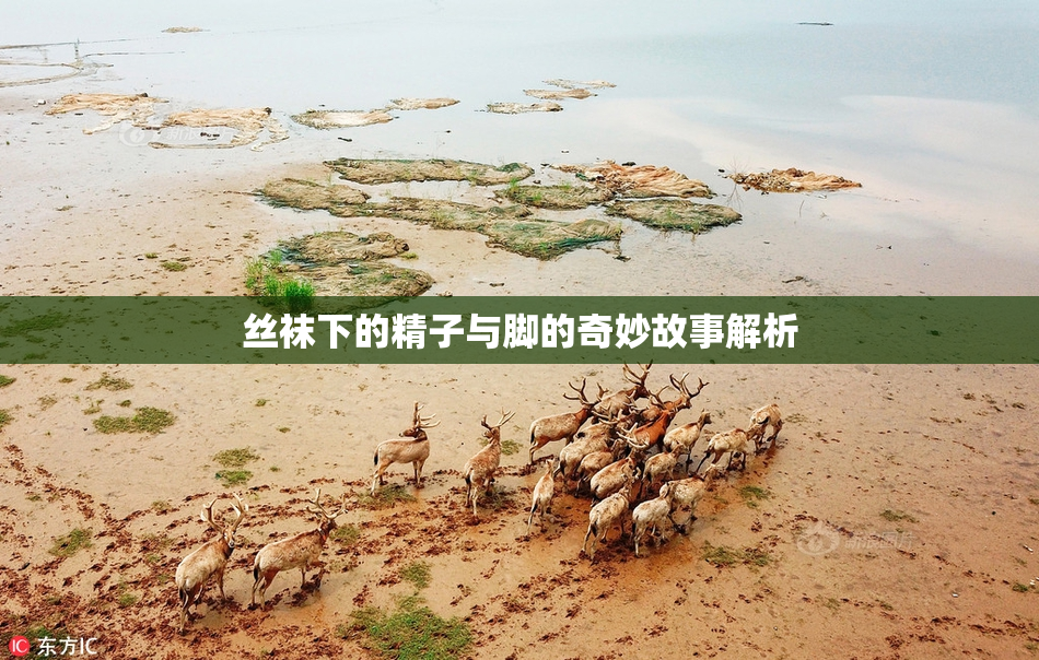 丝袜下的精子与脚的奇妙故事解析