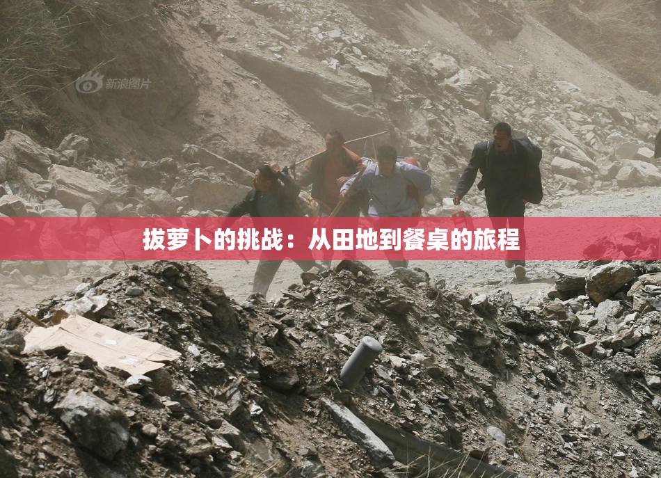 拔萝卜的挑战：从田地到餐桌的旅程