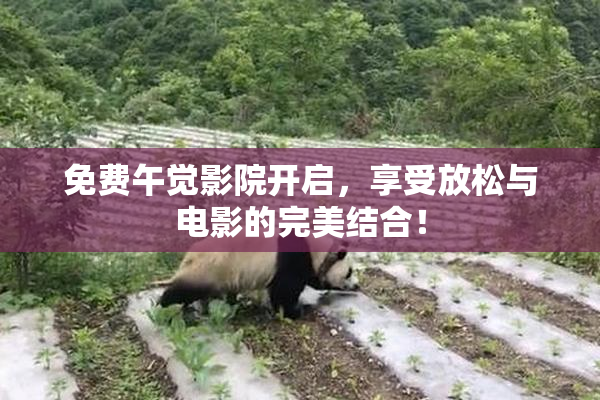 免费午觉影院开启，享受放松与电影的完美结合！