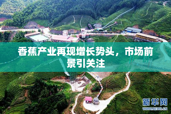 香蕉产业再现增长势头，市场前景引关注
