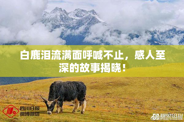 白鹿泪流满面呼喊不止，感人至深的故事揭晓！