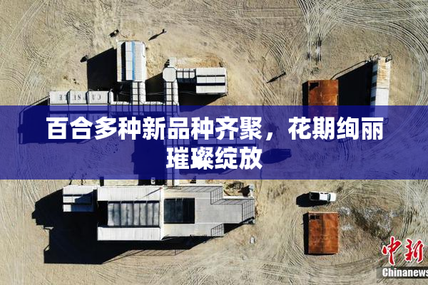 百合多种新品种齐聚，花期绚丽璀璨绽放
