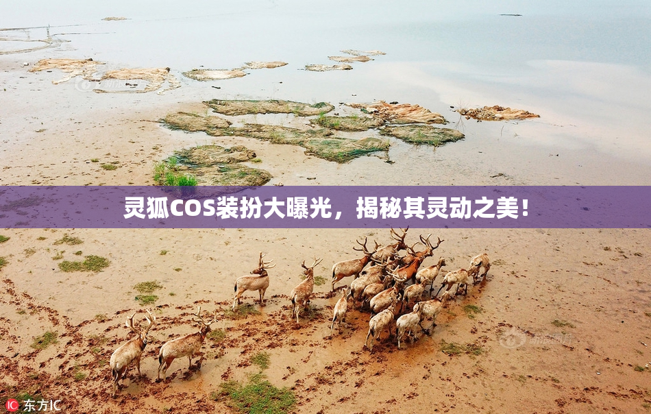 灵狐COS装扮大曝光，揭秘其灵动之美！