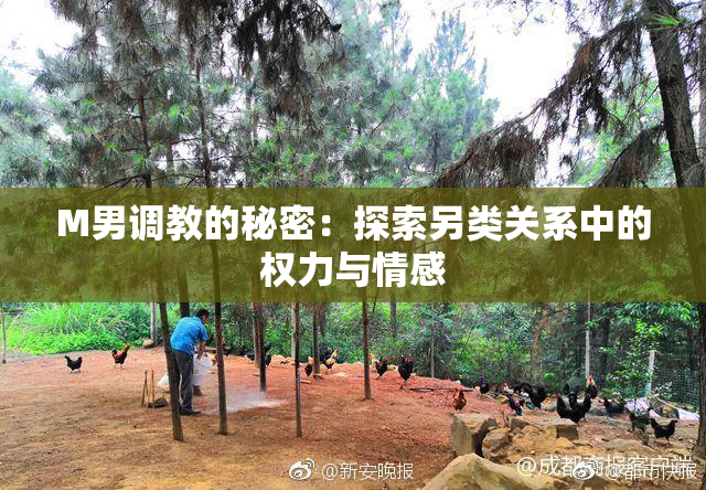 M男调教的秘密：探索另类关系中的权力与情感
