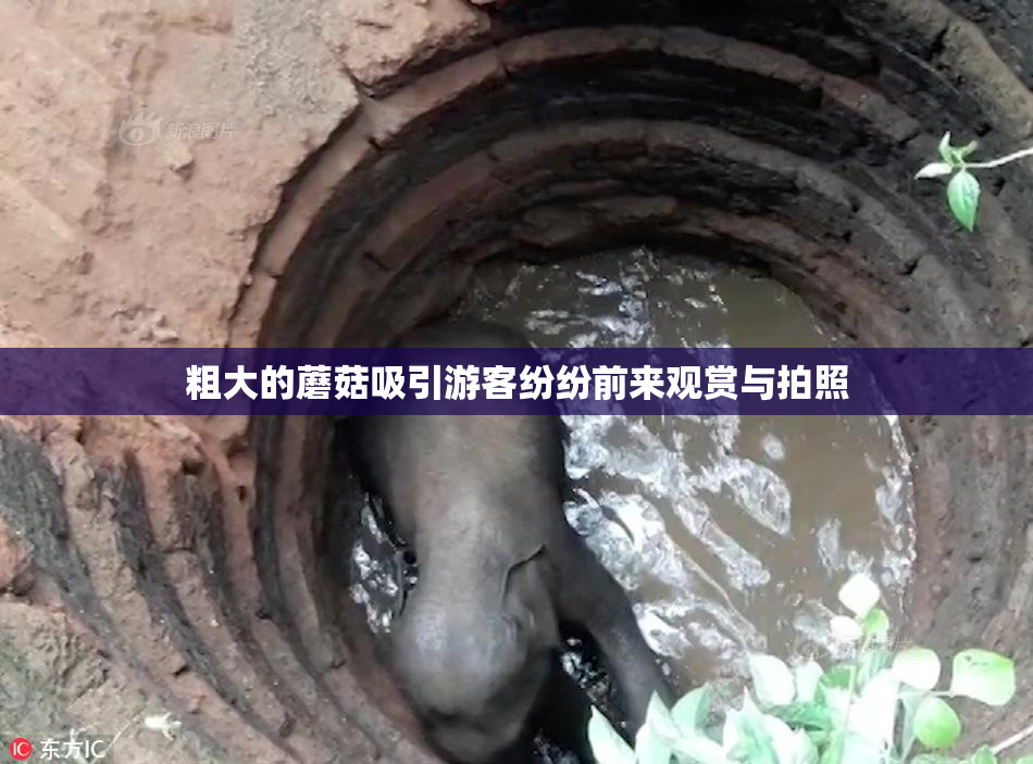 粗大的蘑菇吸引游客纷纷前来观赏与拍照