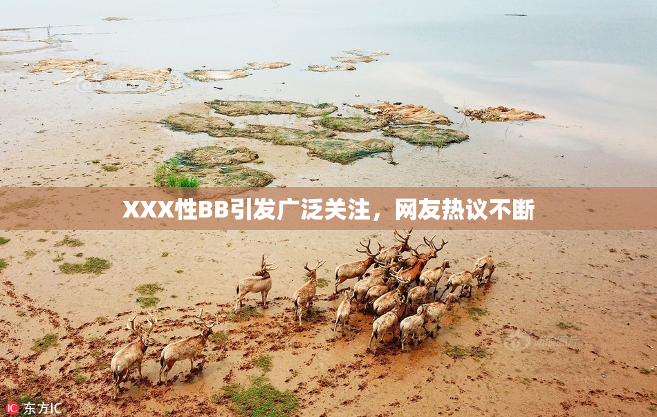 XXX性BB引发广泛关注，网友热议不断