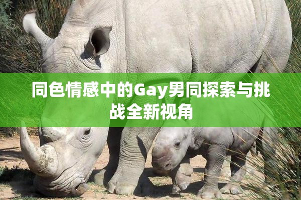 同色情感中的Gay男同探索与挑战全新视角