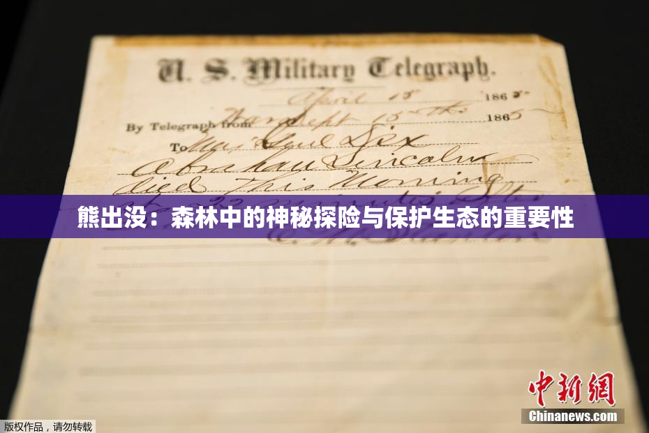 熊出没：森林中的神秘探险与保护生态的重要性