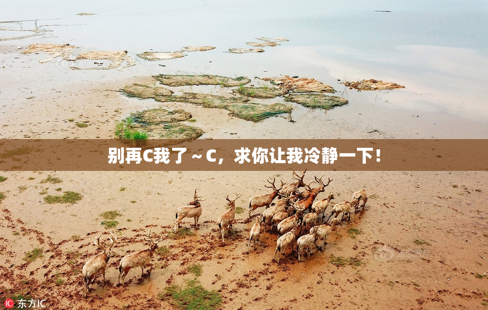 别再C我了～C，求你让我冷静一下！