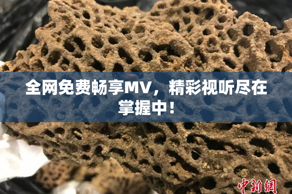 全网免费畅享MV，精彩视听尽在掌握中！